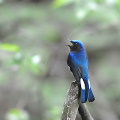 Wild bird : 0007