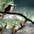 Wild bird : 0091
