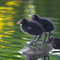 Wild bird : 0093