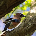 Wild bird : 0094