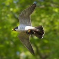 Wild bird : 0096