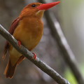 Wild bird : 0097