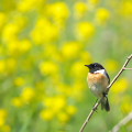 Wild bird : 0098