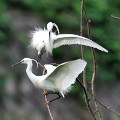 Wild bird : 0008