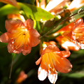 Flowers :Smoothness