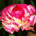 Flowers :Portrait of a Flower