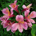 Flowers :Inca Surprise