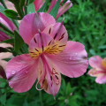 Flowers :Morning freshness
