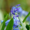 Flowers :Spring in the garden