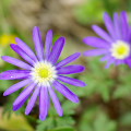 Flowers :Up