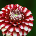 Flowers :Pretty In Pink