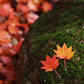 Autumn leaves : 0009
