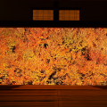Autumn leaves : 0011