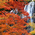 Autumn leaves : 0012