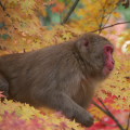 Autumn leaves : 0014