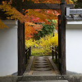 Autumn leaves : 0015