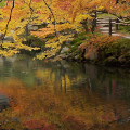 Autumn leaves : 0016