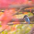 Autumn leaves : 0017