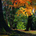 Autumn leaves : 0018