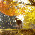 Autumn leaves : 0020
