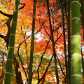 Autumn leaves : 0021