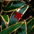Autumn leaves : 0022
