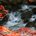 Autumn leaves : 0023