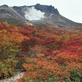 Autumn leaves : 0025