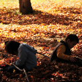 Autumn leaves : 0026
