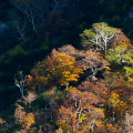 Autumn leaves : 0027