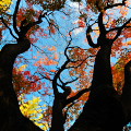 Autumn leaves : 0028