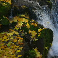 Autumn leaves : 0001