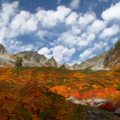 Autumn leaves : 0029
