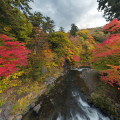 Autumn leaves : 0032