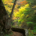 Autumn leaves : 0033