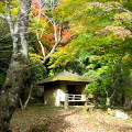 Autumn leaves : 0037