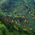 Autumn leaves : 0002