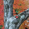 Autumn leaves : 0039