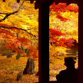 Autumn leaves : 0040