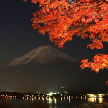 Autumn leaves : 0042