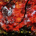 Autumn leaves : 0045