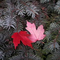 Autumn leaves : 0046