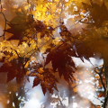 Autumn leaves : 0047