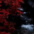 Autumn leaves : 0048