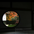 Autumn leaves : 0049
