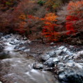Autumn leaves : 0050