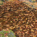 Autumn leaves : 0051