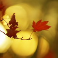 Autumn leaves : 0052