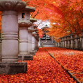 Autumn leaves : 0053