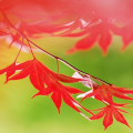 Autumn leaves : 0054